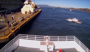 Un grand requin blanc attrape une otarie sous les yeux des touristes dans la baie de San Francisco