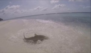 Des requins chassent en bord de plage... Magnifique
