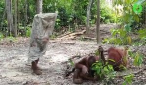 Cet orang-outan a trouvé un sac et s'amuse comme un petit fou