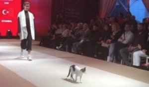Hilarant : ce chat s'incruste dans un défilé de mode