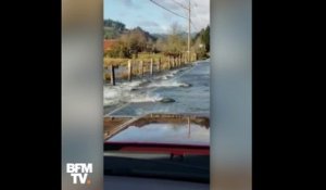 Pourquoi ces saumons traversent-ils la route à la nage ?