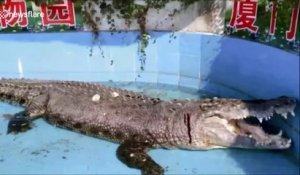 Un crocodile laissé en sang après que des visiteurs lui aient jeté des pierres