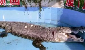 Des visiteurs d'un zoo chinois lancent des pierres sur un crocodile, pensant que c'est un faux