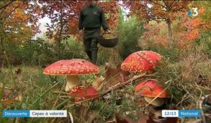 Dordogne : la saison des cèpes est lancée