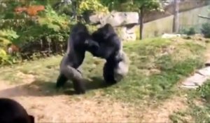 2 gorilles en pleine embrouille au zoo... Impressionnant