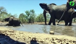 Cet éléphanteau se souviendra de son premier bain de boue... ça glisse