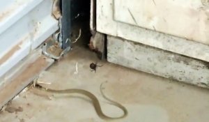 Un serpent piégé dans la toile d'une araignée redback