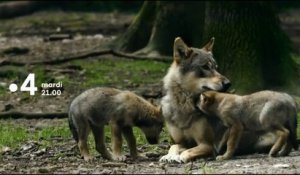 Premiers pas dans la nature et après les superpapas de la nature - Bande annonce