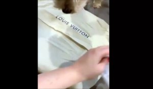 Ce chien déteste le nouveau sac Louis Vuitton de sa maîtresse