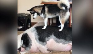 Un Husky veut jouer avec un cochon !