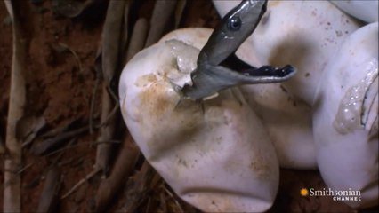 Suivez La Naissance De Bebe Serpent Black Mambas Sur Orange Videos