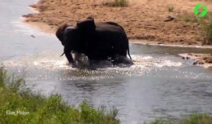 Cet éléphant adore prendre son bain... Quel pied!!!!