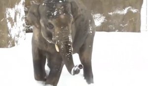 Un éléphant joue dans la neige pour la première fois !