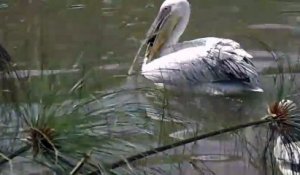 Un pelican avale un canard sous les yeux des touristes
