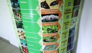 Dans la Drôme, des milliards d’insectes pour remplacer les pesticides