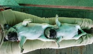 Deux chiens couchés sur les jambes
