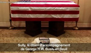 Sully, le chie de George H.W. Bush toujours à ses côtés