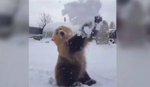 Un ours joue dans la neige avec son éleveur