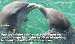 Ces nouvelles décisions de Trump mettent  la vie de nombreux animaux marins en danger