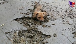 L'histoire émouvante d'un chien sauvé de justesse alors qu'il était coincé dans la boue