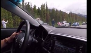 Cette touriste sort de sa voiture pour photographier un ours... Mauvaise idée