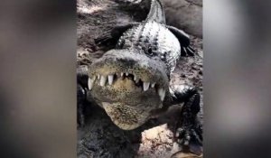 Un crocodile heureux de voir son gardien !