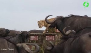 Ce lion se retrouve entouré de dizaines de buffles et ne fait pas le fier