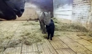 Un chat et un bébé rhinocéros jouent ensemble... adorable
