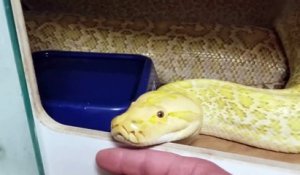 Ce python birman a l'air tellement adorable... Une vrai peluche