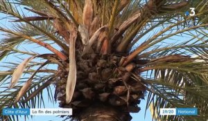 Côte d'Azur : la fin des palmiers
