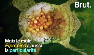 Quand le crapaud Pipa-pipa donne naissance à d'autres crapauds Pipa-pipa…
