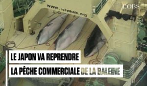 Le Japon reprend officiellement la chasse à la baleine