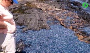 Des milliers de méduses bleues recouvrent cette plage