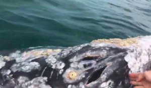 Une baleine rend visite à ces touristes et se laisse caresser
