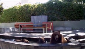 Il trouve des intrus dans la fontaine de son jardin : famille d'ours en mode "petit bain"