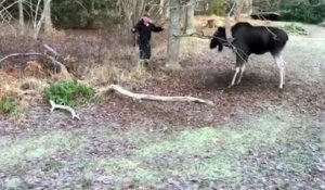 Un homme courageux sauve un renne coincé dans un arbre