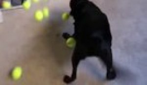 Ce chien reçoit des balles de tennis en cadeau de Noël