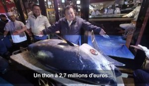 Japon: un thon vendu 2,7 millions d'euros aux enchères