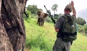 Un guide Safari arrête un immense éléphant d'attaquer avec seulement sa main