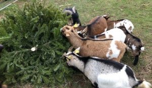 Nicolas Lukacs, soigneur animalier, donne des sapins de Noël aux chèvres