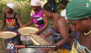 Pesticides : la graine de l'espoir du Bénin