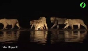 Les images magnifiques d'une meute de lions qui vient se désaltérer en pleine nuit