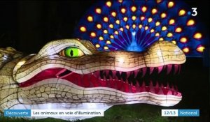 Paris : des animaux en voie d'illumination