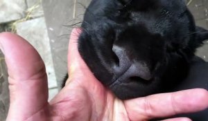 Un panthère noire gourmande croque le doigt de son maitre... Un vrai chaton