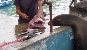Pas facile de vendre du poisson à Puerto Ayora, Galapagos...