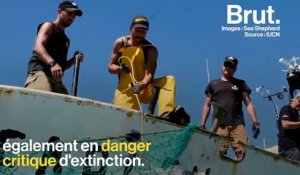 Le bateau de l'ONG Sea Shepherd attaqué par des braconniers