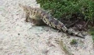 Ce crocodile surgit sur une plage et les touristes fuient !