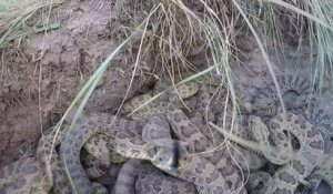 Il fait tomber sa GoPro dans un nid de serpents à sonnette