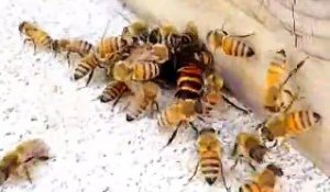Des abeilles font face à un frelon : combat impressionnant