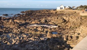 Une baleine s’échoue sur les rochers du port Saint-Michel